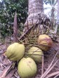 Hanya Kata-Kata, Petani Inhil Tagih Bukti Pemerintah Soal Standarisasi Harga Kelapa