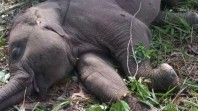 Gajah di Riau Usia 2 Tahun Mati Tergeletak