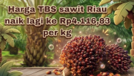 Harga TBS sawit Riau naik lagi ke Rp4.116,83 per kg