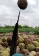 Petani Menanti Solusi Pemerintah Harga Kelapa Rp1.800 per Kg