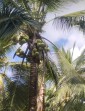 Petani Kelapa se-Inhil Akan Gelar Aksi Perjuangkan Harga Kelapa