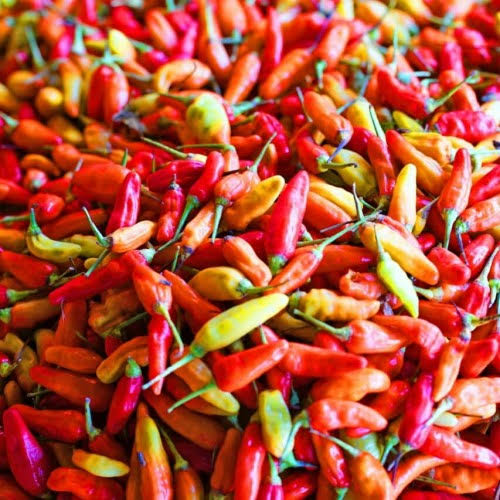 Berkah Idhul Adha, Harga Cabe Meningkat