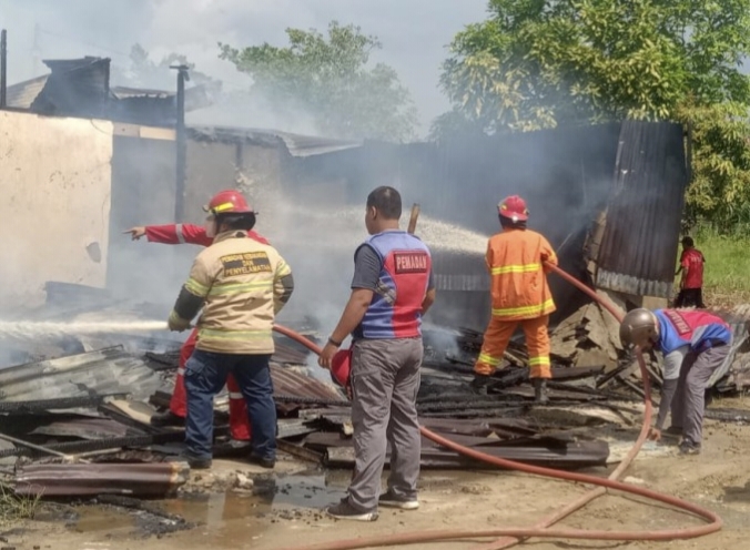Masyallah, Jago merah Kembali Berkobar