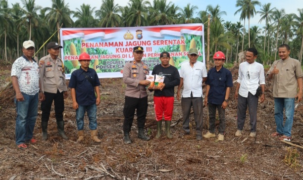 Polsek Gaung Anak Serka Gelar Penanaman Jagung Serentak